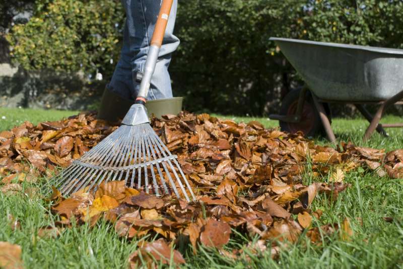 Shrub Care